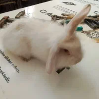 خرگوش اصیل
