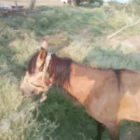 اسب|اسب و تجهیزات اسب‌سواری|سبزوار, قصبه شرقی|دیوار