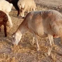 ۱۵میش چینی عربی میانه جفتی ۶۹فقط کلی اسفدن