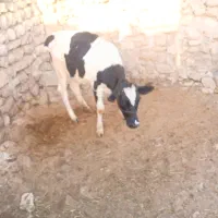 گوساله|حیوانات مزرعه|ایذه, |دیوار