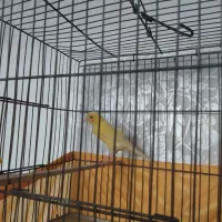 قناری ماده زرد