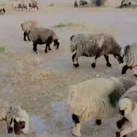 ۱۵۰ راس میش ترکی