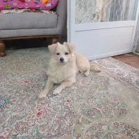 سگ پامر اشپیدز