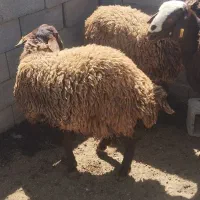 بره نر هترو
