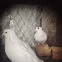 یک جفت کفتر به ضمانت تخم و جوجه