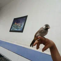 سهره قناری