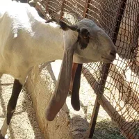 بز گلابی آبستن