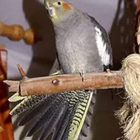 گمشده عروس هلندی