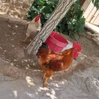 خروس جوان