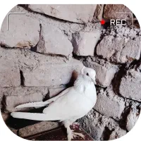 کبوتر دم سیاه
