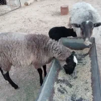 میش و بره رومانف اصیل