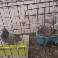 جفت پلاکی سخریچ با سبز نشسته