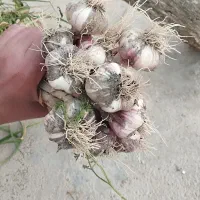 فروش سیر تازه