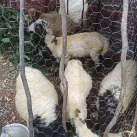 بره فروشی