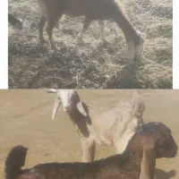 فروش بز نژدی اصل