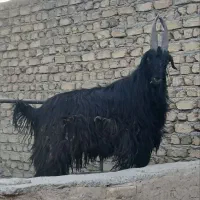 بزغاله دوبری