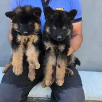 سگ ژرمن کیفیت بمب