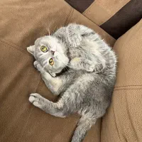 واگذاری گربه اسکاتیش بلو