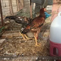 جفت مرغ و خروس