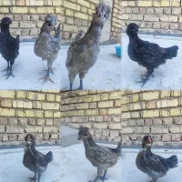 نیمچه گلین اصل