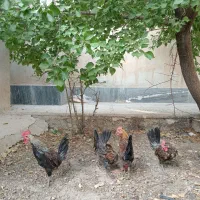خروس لری