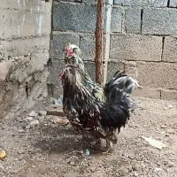خروس سلطان
