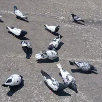 کفتر جم فروش