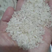 برنج کامفیروزی