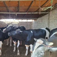 گوساله چاق هلشتاین