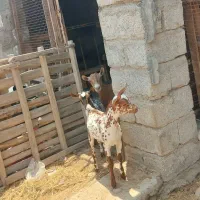 کهره نر وماده اصل بابز آبستن