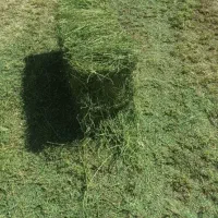 یونجه ساقه نازک تحویلی