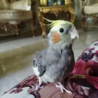 دو عدد عروس هلندی