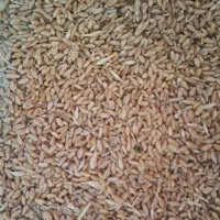 گندم امید|خوردنی و آشامیدنی|بروجن, |دیوار