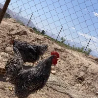 تخم مرغ امروک اصل