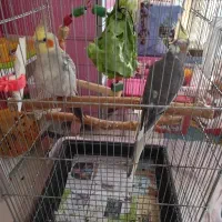 یک جفت عروس هلندی