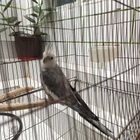 عروس هلندی