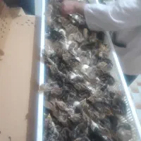 فروش فوری جوجه بوقلمون یکروزه ۳۱ خرداد