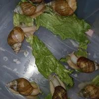حلزون  آلبینو جد