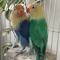 طوطی برزیلی جفت و عروس هلندی سرلاکی دستی پاربلو