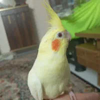 عروس هلندی