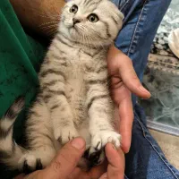 توله گربه اسکاتیش