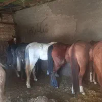 خریدوفروش اسب و مادیان