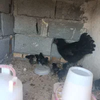 یک مرغ ایام سمانی با هشت جوجه سه روزه