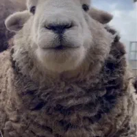 گوسفند زنده موجود است