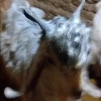 بز نر|حیوانات مزرعه|بروجرد, |دیوار