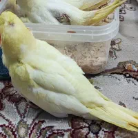 تعدادی جوجه عروس وجوجه برزیلی معاوضه یا فروش.قتاری