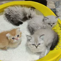 گربه اسکاتیش