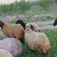 ۲ راس گوسفند سالم و جوان و ۱ راس قوچ جوان ‌ بلند