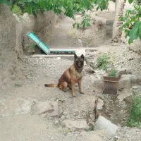 سگ تربیت شده خوب