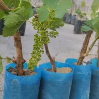 انواع نهال انگور گلدانی ریشه پر